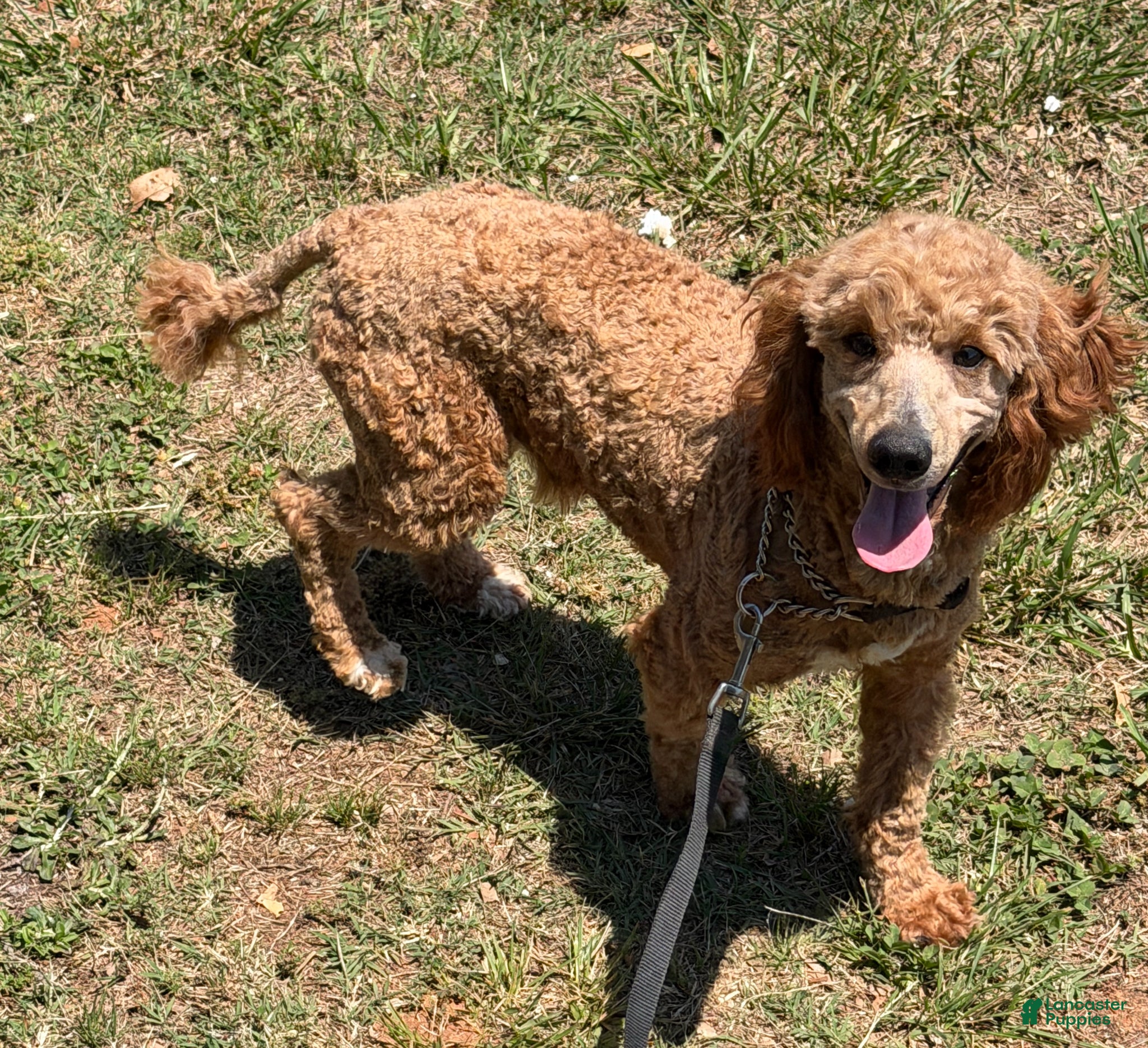 Miniature Poodle dogs Jack - Ad 27