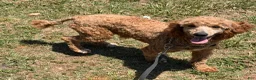Miniature Poodle dogs for sale: Jack - Ad 3