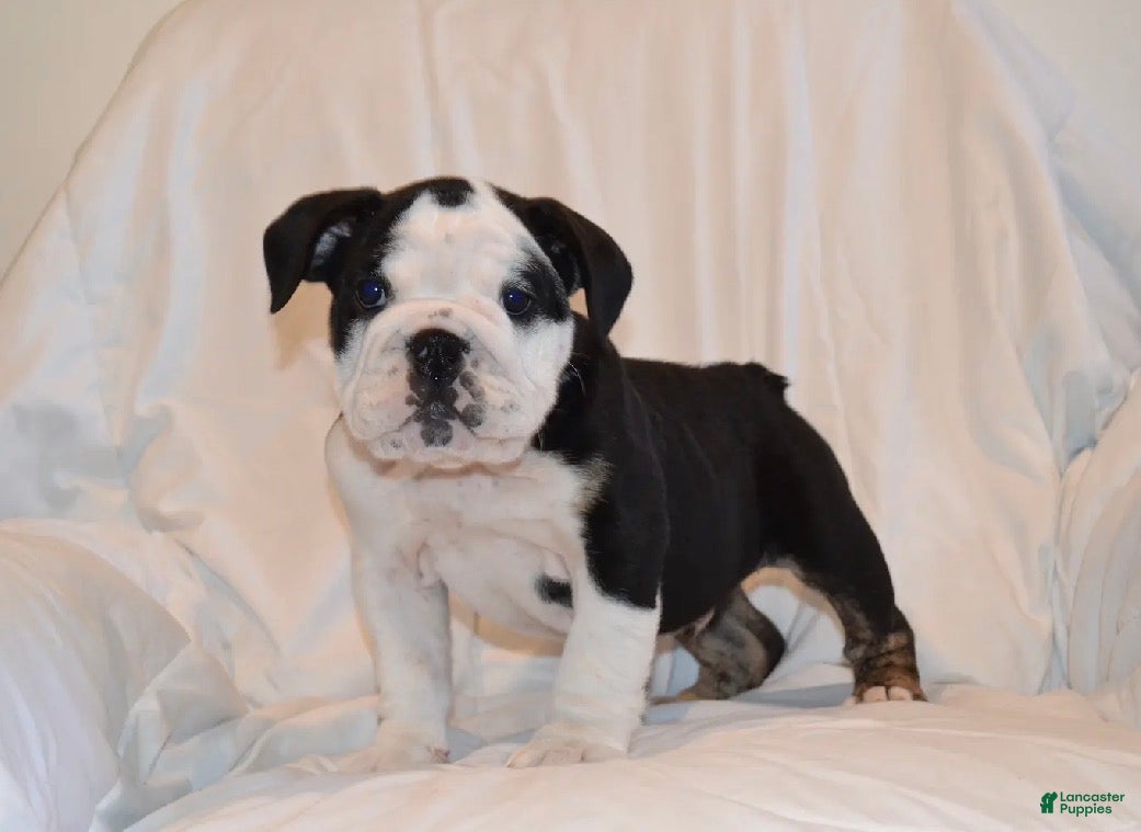 English Bulldog dogs Blackjack (Black Trindle) - Ad 32