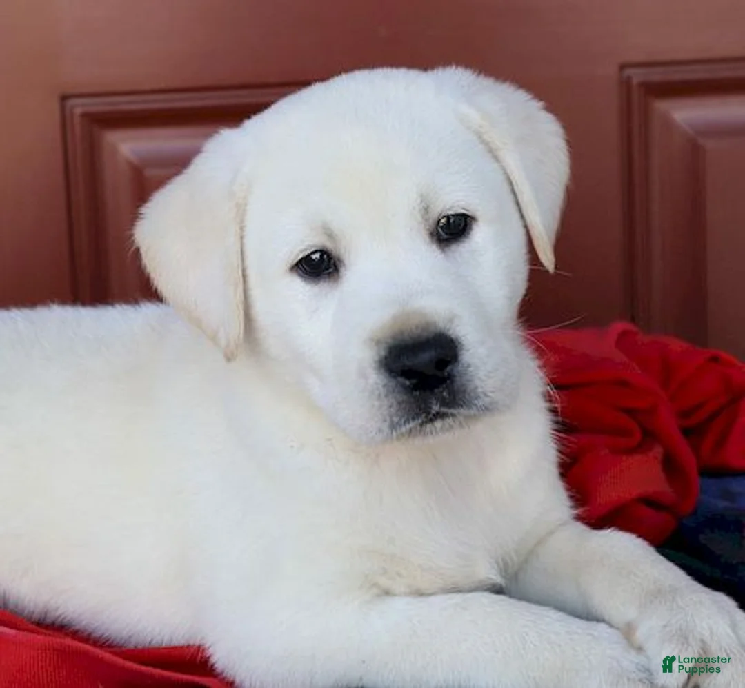 Labrador Retriever dogs for sale: Maverick - Champ lines - Ad 2