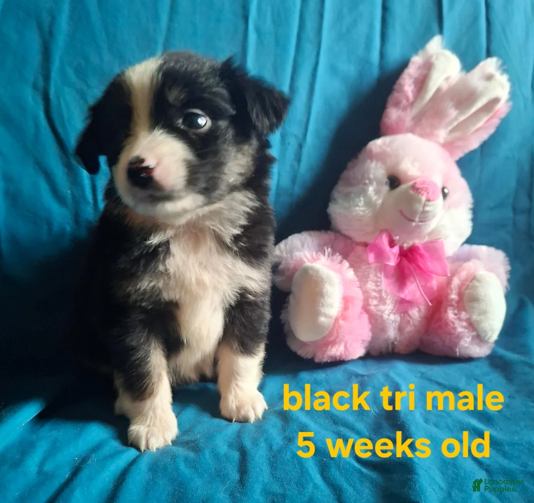 Toy Australian Shepherd dogs for sale: Toy Australian Shepherd 1 - Ad 1