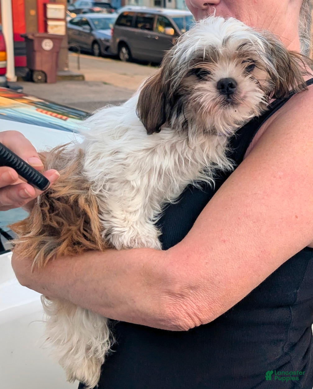 Shih Tzu dogs LIL Purple Girl - Ad 4