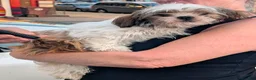 Shih Tzu dogs for sale: LIL Purple Girl - Ad 1