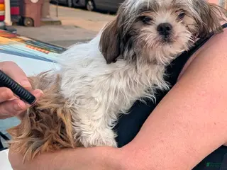 Shih Tzu dogs LIL Purple Girl - Ad 4