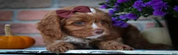 Cavapoo dogs for sale: CHARLIE - Ad 3