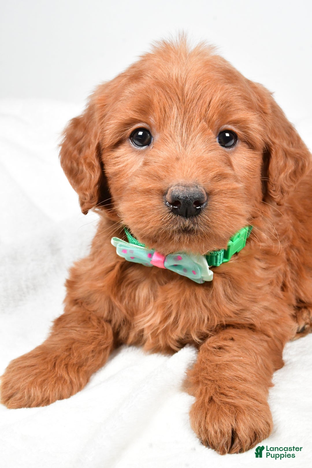 Mini Goldendoodle dogs for sale: Brady - Ad 8