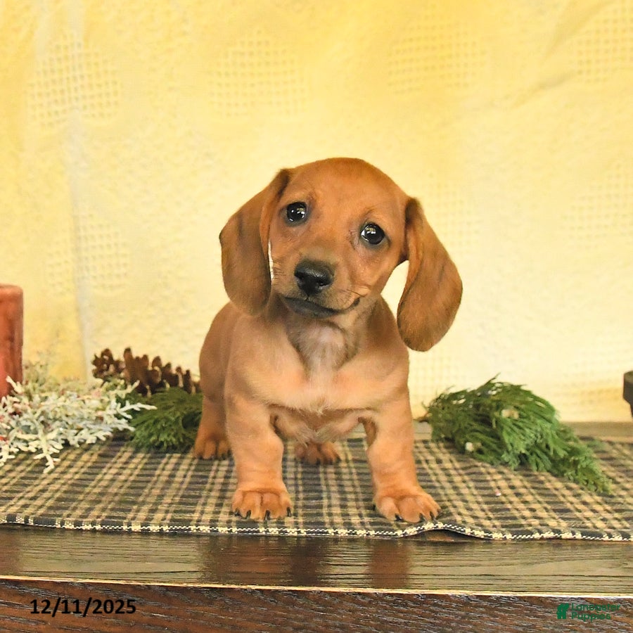 Dachshund dogs Ruby - Ad 16