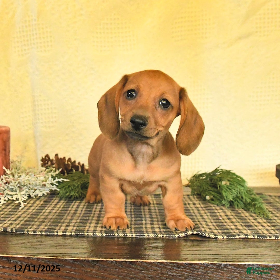 Dachshund dogs for sale: Ruby - Ad 1