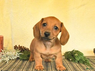 Dachshund dogs Ruby - Ad 10