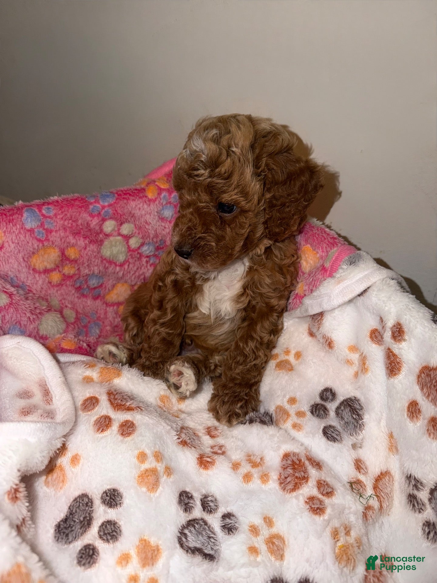 Mini Goldendoodle dogs Teddy  - Ad 4