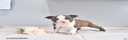 Boston Terrier dogs for sale: Archie - Ad 3