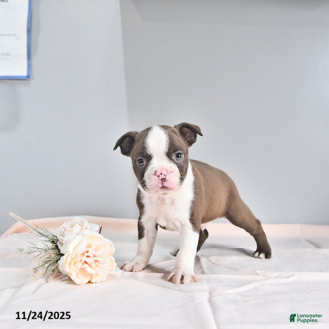 Boston Terrier dogs for sale: Archie - Ad 3