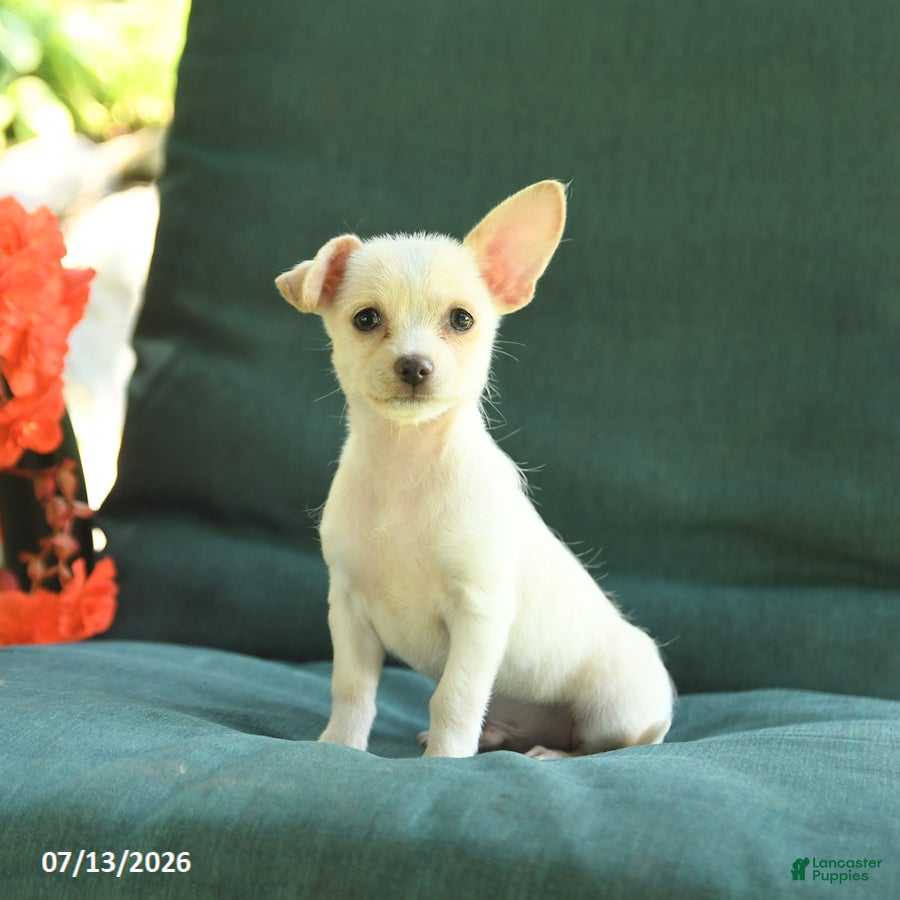Chihuahua dogs Pal - Ad 1