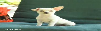 Pal