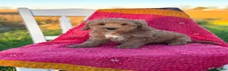 Mini Goldendoodle dogs for sale: Luna - Ad 11