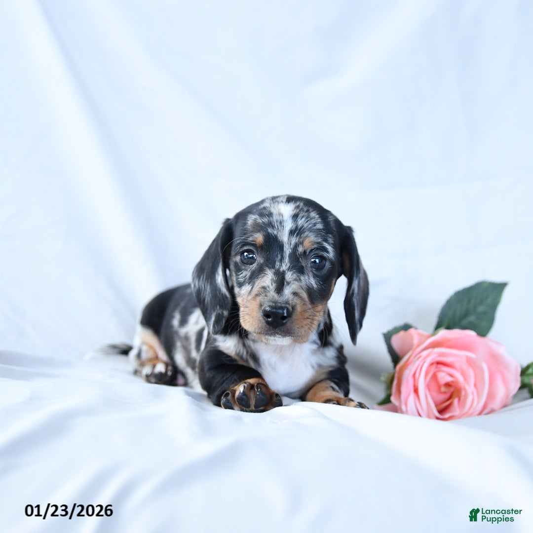 Miniature Dachshund dogs for sale: Oscar - Ad 3