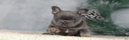 French Bulldog dogs for sale: Colby - Ad 5