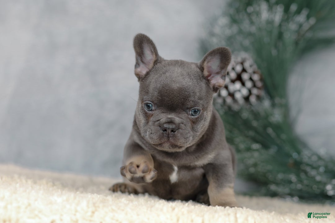 French Bulldog dogs for sale: Colby - Ad 5