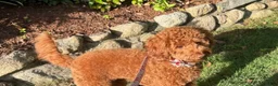Miniature Poodle dogs for sale: Sky  - Ad 10