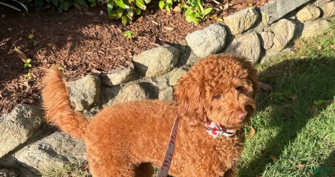 Miniature Poodle dogs for sale: Sky  - Ad 10