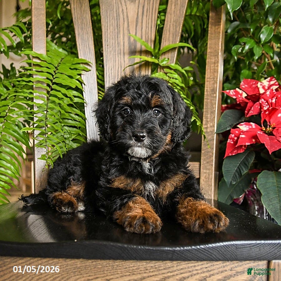 Mini Bernedoodle dogs Topper - Ad 19