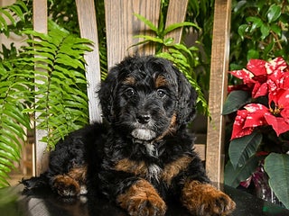 Mini Bernedoodle dogs Topper - Ad 19