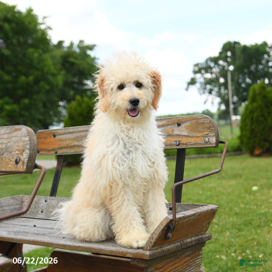 Goldendoodle dogs Stella - Ad 2