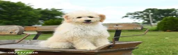 Goldendoodle dogs for sale: Stella - Ad 2