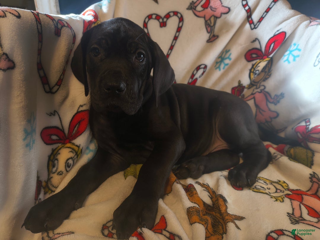 Great Dane dogs for sale: Havoc  - Ad 6