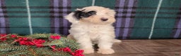 Mini Bernedoodle dogs for sale: Sparkle - Ad 8