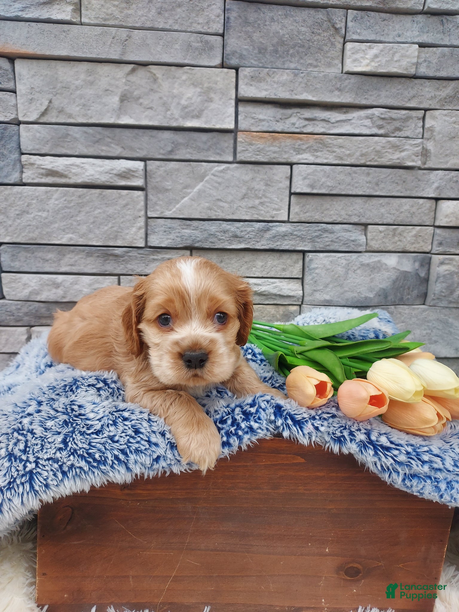 Cocker Spaniel dogs Max - Ad 1
