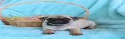 Pug dogs for sale: Archie - Ad 4