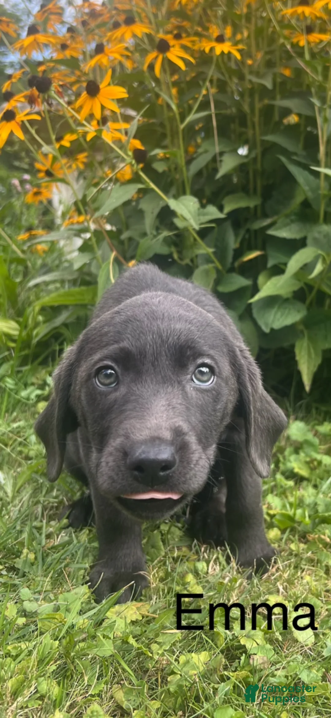 Labrador Retriever dogs for sale: Emma - Ad 1