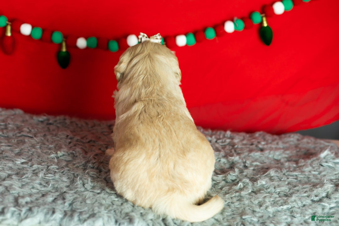 Golden Retriever dogs for sale: Sophia  - Ad 6