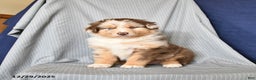 Australian Shepherd dogs for sale: Royal - Ad 4