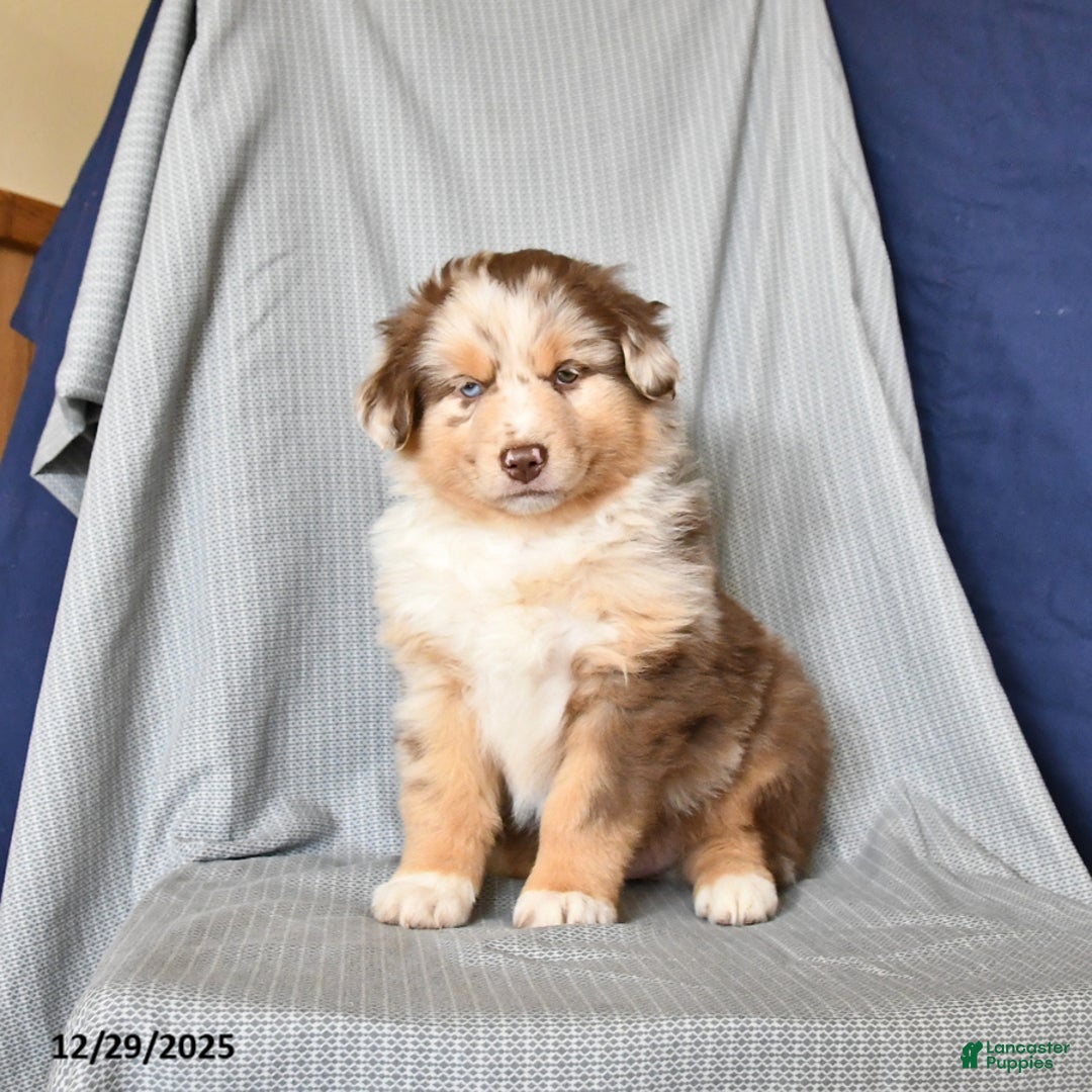 Australian Shepherd dogs for sale: Royal - Ad 4