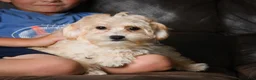 Maltipoo dogs for sale: Lilly - Ad 5