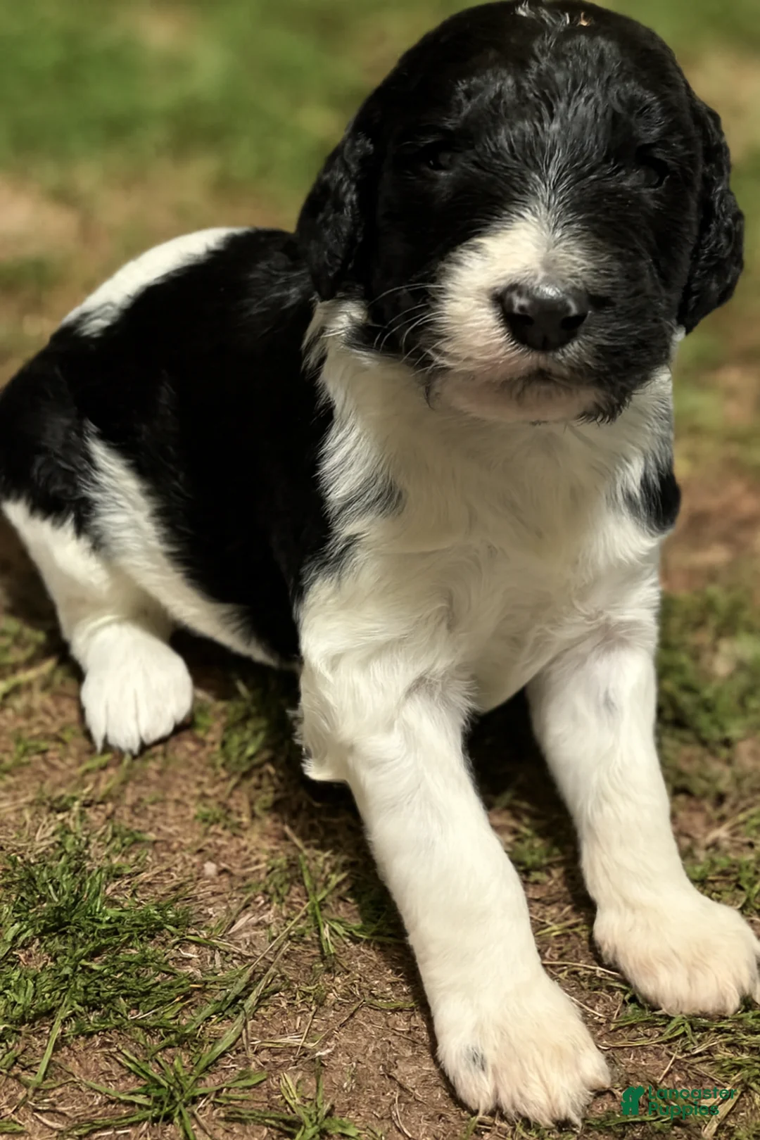 Goldendoodle dogs for sale: Goldendoodle Puppy 4 - Ad 2