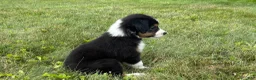 Miniature Australian Shepherd dogs for sale: Miniature Australian Shepherd Puppy 5 - Ad 13