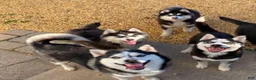 Pomsky dogs for sale: Rambo- Brown Collar - Ad 7