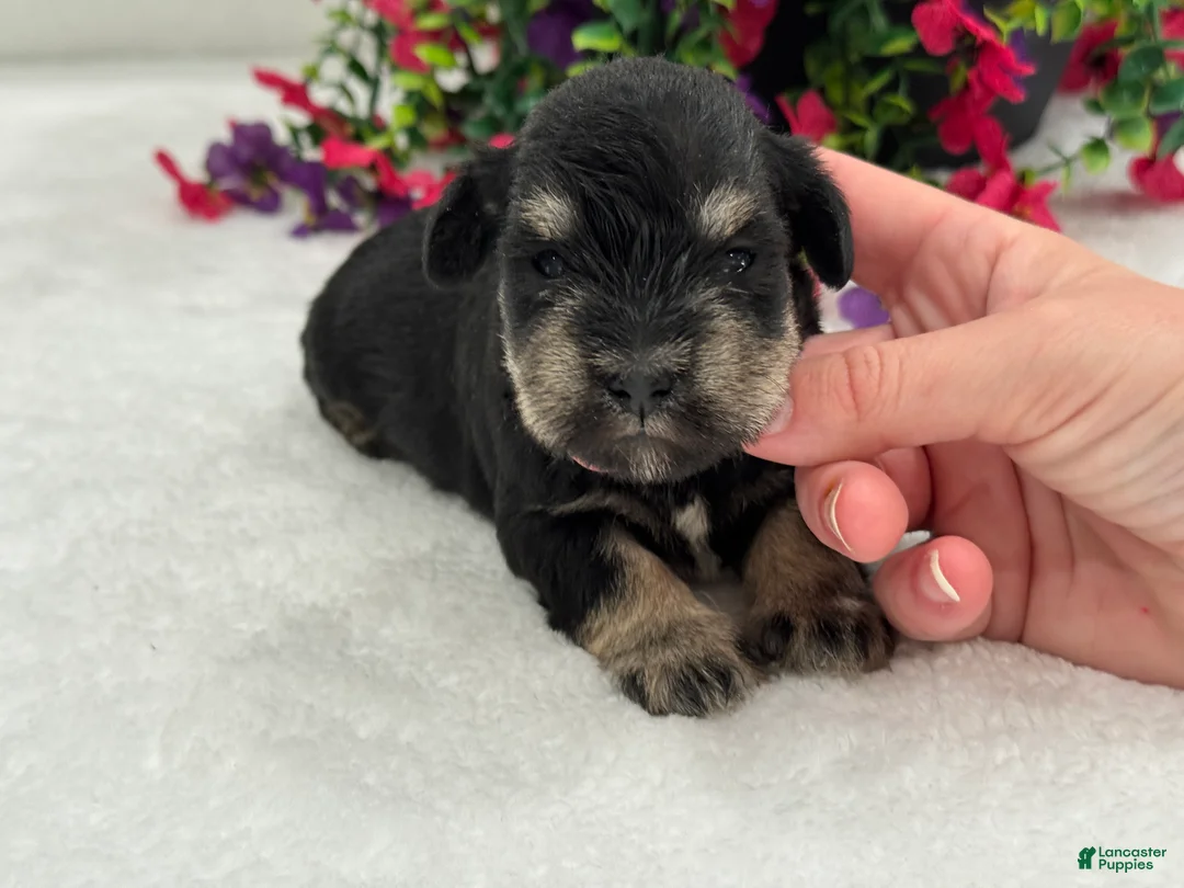 Miniature Schnauzer dogs for sale: Mae Female 1 - Ad 4