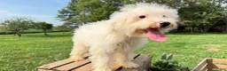 Mini Bernedoodle dogs for sale: Pretzel - Ad 3