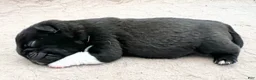Pug dogs for sale: Black with white male  - Ad 13