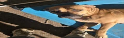 Mixed Breed dogs for sale: Mixed Breed 4 - Ad 2