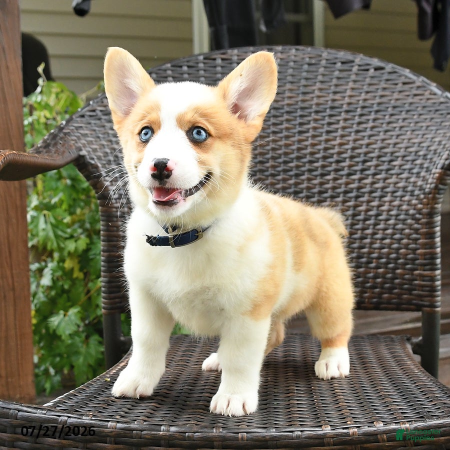 Welsh Corgi Pembroke dogs Penny - Ad 2
