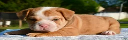 Mixed Breed dogs for sale: Tank hybrid bulldog puppy - Ad 13