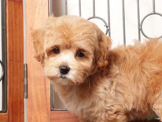 Maltipoo dogs Paul Male Maltipoo - Ad 11