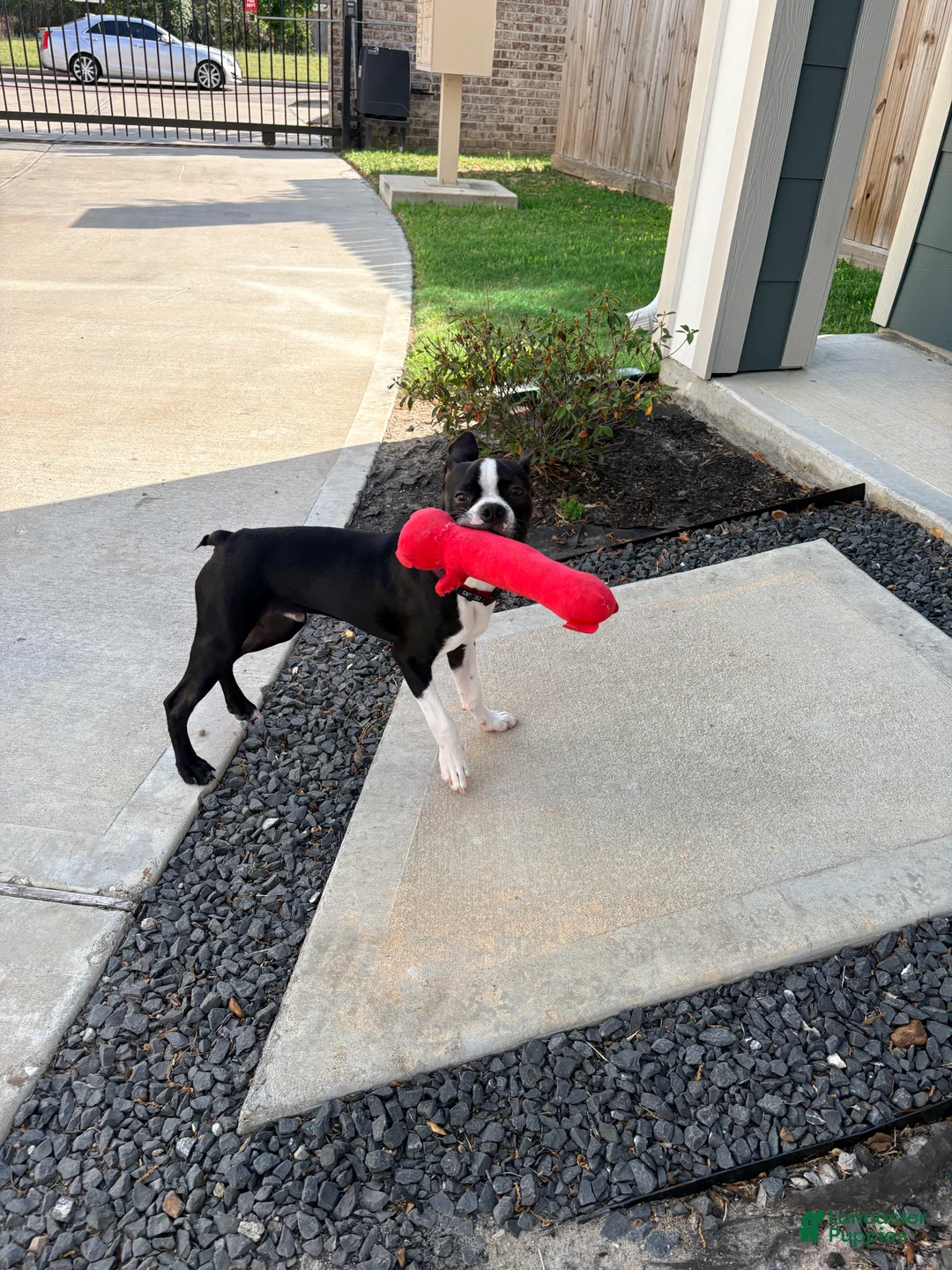 Boston Terrier dogs for sale: Boston Terrier Puppy 1 - Ad 2