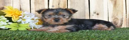 Yorkshire Terrier dogs for sale: Denny - Ad 2