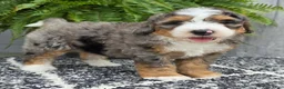 Mini Bernedoodle dogs for sale: Mini Ace - Ad 7